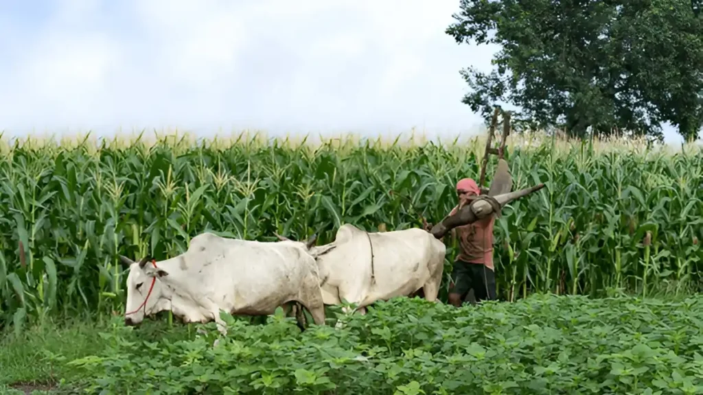 Pm Kisan 20th installment: শুক্রবার অ্যাকাউন্টে ঢুকতে চলেছে কিষাণ নিধির ২০তম কিস্তি!