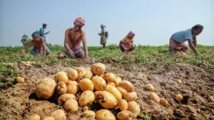 Chandrakona news Potato cultivation