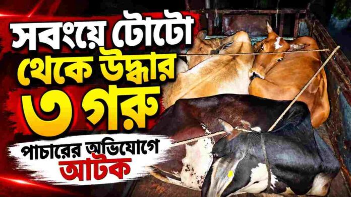 সবংয়ে ত্রিপল ঢাকা টোটো থেকে উদ্ধার হওয়া তিনটি গরু